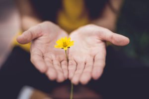 hands holding out dandelion